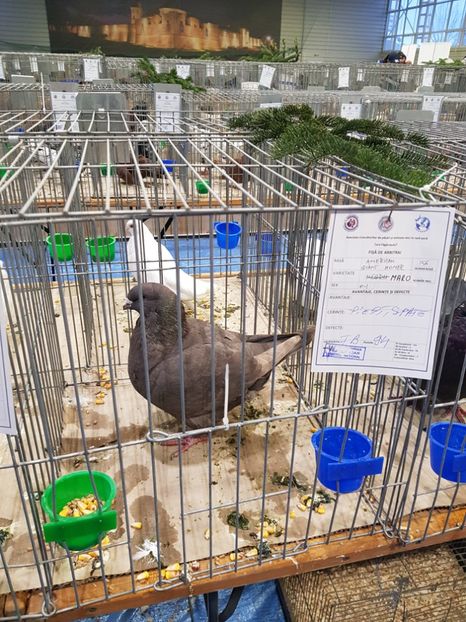  - u -EXPO TARA FAGARASULUI-EXPOZITIA NATIONALA CLUB BRAHMA-COCHIN FĂGĂRAȘ