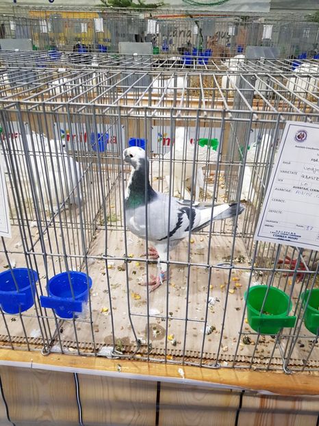  - u -EXPO TARA FAGARASULUI-EXPOZITIA NATIONALA CLUB BRAHMA-COCHIN FĂGĂRAȘ