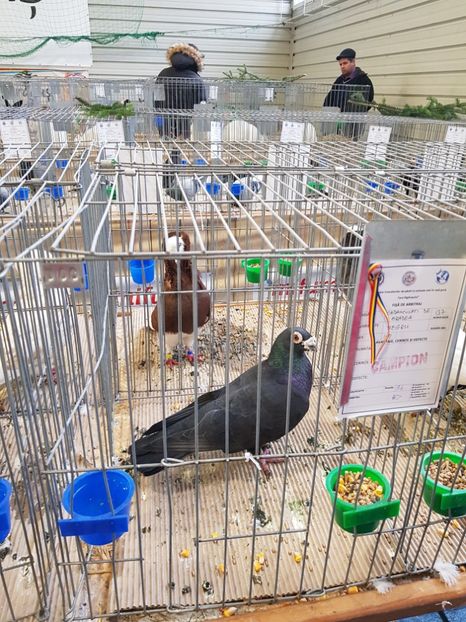  - u -EXPO TARA FAGARASULUI-EXPOZITIA NATIONALA CLUB BRAHMA-COCHIN FĂGĂRAȘ