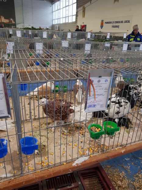  - u -EXPO TARA FAGARASULUI-EXPOZITIA NATIONALA CLUB BRAHMA-COCHIN FĂGĂRAȘ