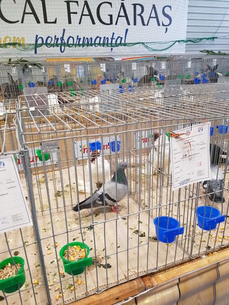  - u -EXPO TARA FAGARASULUI-EXPOZITIA NATIONALA CLUB BRAHMA-COCHIN FĂGĂRAȘ
