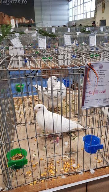 20190112_091446 (2) - u -EXPO TARA FAGARASULUI-EXPOZITIA NATIONALA CLUB BRAHMA-COCHIN FĂGĂRAȘ