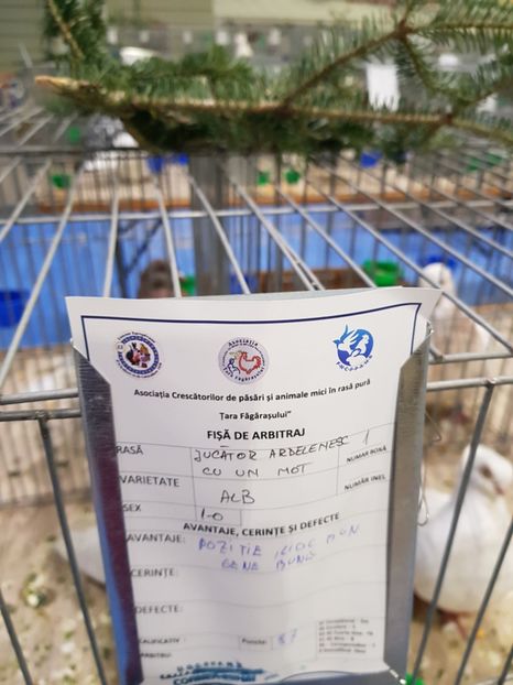  - u -EXPO TARA FAGARASULUI-EXPOZITIA NATIONALA CLUB BRAHMA-COCHIN FĂGĂRAȘ
