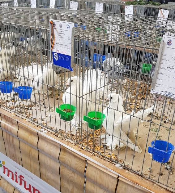  - u -EXPO TARA FAGARASULUI-EXPOZITIA NATIONALA CLUB BRAHMA-COCHIN FĂGĂRAȘ