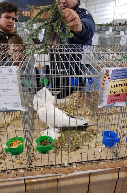  - u -EXPO TARA FAGARASULUI-EXPOZITIA NATIONALA CLUB BRAHMA-COCHIN FĂGĂRAȘ