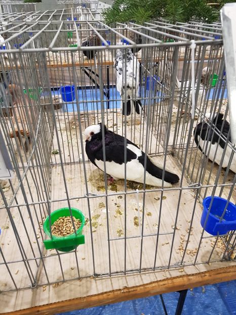  - u -EXPO TARA FAGARASULUI-EXPOZITIA NATIONALA CLUB BRAHMA-COCHIN FĂGĂRAȘ