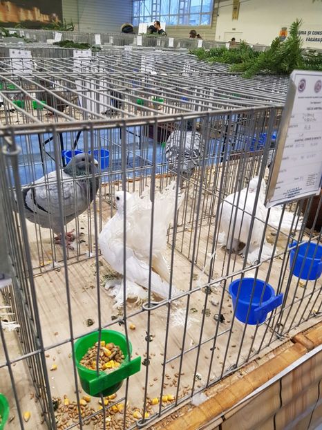  - u -EXPO TARA FAGARASULUI-EXPOZITIA NATIONALA CLUB BRAHMA-COCHIN FĂGĂRAȘ