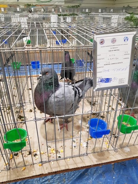  - u -EXPO TARA FAGARASULUI-EXPOZITIA NATIONALA CLUB BRAHMA-COCHIN FĂGĂRAȘ