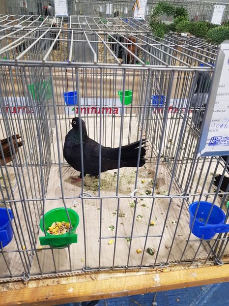  - u -EXPO TARA FAGARASULUI-EXPOZITIA NATIONALA CLUB BRAHMA-COCHIN FĂGĂRAȘ
