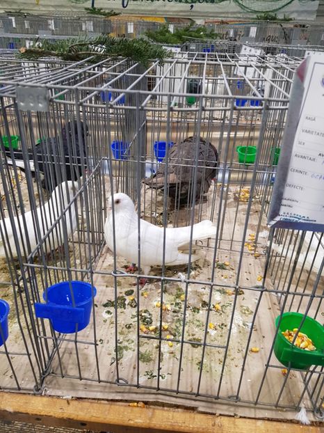  - u -EXPO TARA FAGARASULUI-EXPOZITIA NATIONALA CLUB BRAHMA-COCHIN FĂGĂRAȘ