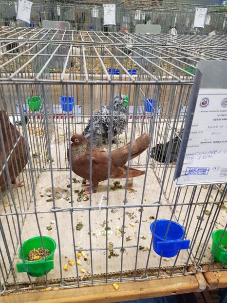  - u -EXPO TARA FAGARASULUI-EXPOZITIA NATIONALA CLUB BRAHMA-COCHIN FĂGĂRAȘ