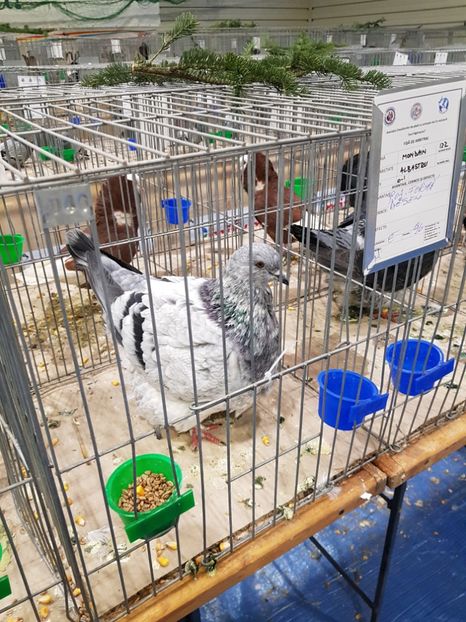  - u -EXPO TARA FAGARASULUI-EXPOZITIA NATIONALA CLUB BRAHMA-COCHIN FĂGĂRAȘ