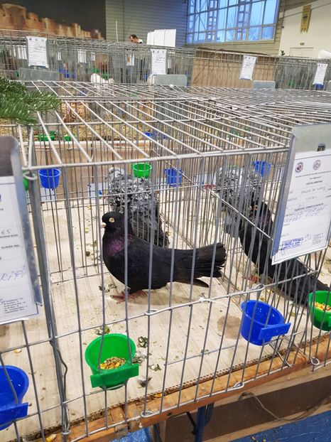  - u -EXPO TARA FAGARASULUI-EXPOZITIA NATIONALA CLUB BRAHMA-COCHIN FĂGĂRAȘ