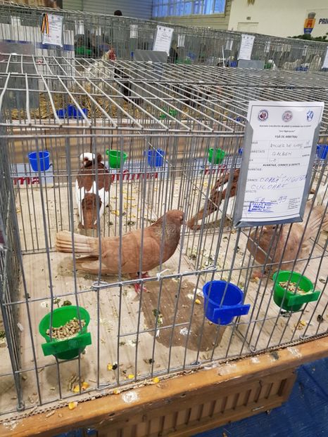  - u -EXPO TARA FAGARASULUI-EXPOZITIA NATIONALA CLUB BRAHMA-COCHIN FĂGĂRAȘ