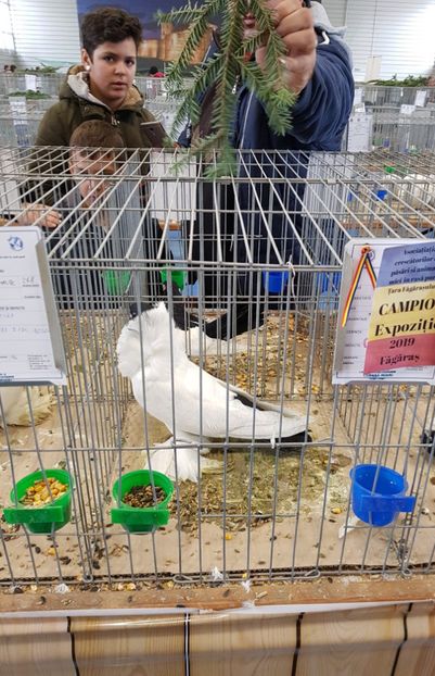  - u -EXPO TARA FAGARASULUI-EXPOZITIA NATIONALA CLUB BRAHMA-COCHIN FĂGĂRAȘ