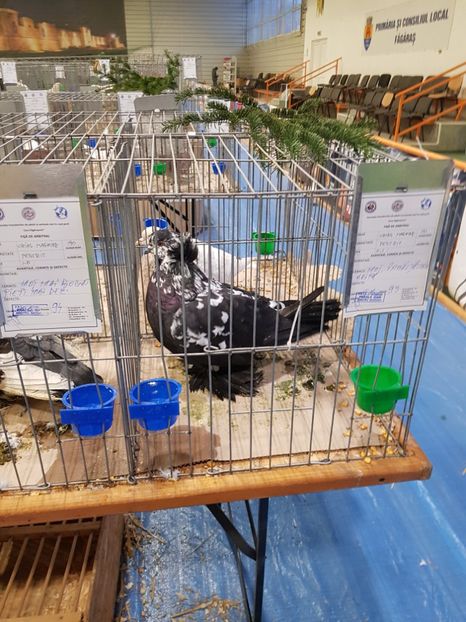  - u -EXPO TARA FAGARASULUI-EXPOZITIA NATIONALA CLUB BRAHMA-COCHIN FĂGĂRAȘ