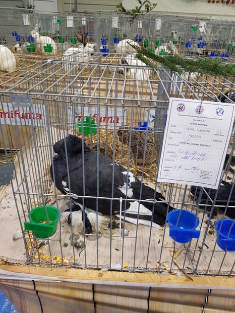  - u -EXPO TARA FAGARASULUI-EXPOZITIA NATIONALA CLUB BRAHMA-COCHIN FĂGĂRAȘ