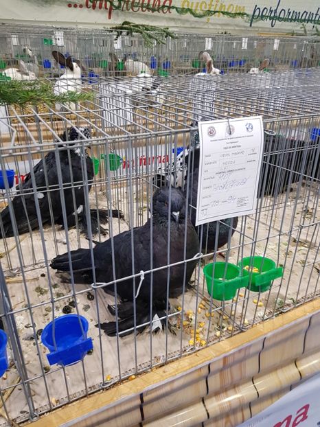  - u -EXPO TARA FAGARASULUI-EXPOZITIA NATIONALA CLUB BRAHMA-COCHIN FĂGĂRAȘ