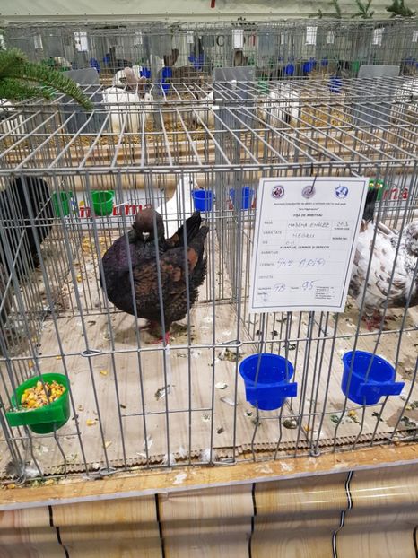  - u -EXPO TARA FAGARASULUI-EXPOZITIA NATIONALA CLUB BRAHMA-COCHIN FĂGĂRAȘ