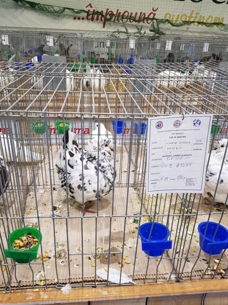  - u -EXPO TARA FAGARASULUI-EXPOZITIA NATIONALA CLUB BRAHMA-COCHIN FĂGĂRAȘ