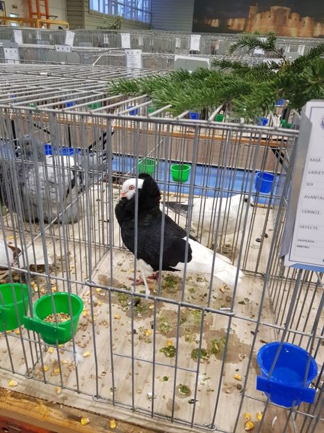  - u -EXPO TARA FAGARASULUI-EXPOZITIA NATIONALA CLUB BRAHMA-COCHIN FĂGĂRAȘ