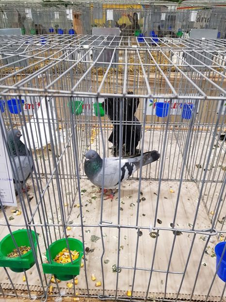  - u -EXPO TARA FAGARASULUI-EXPOZITIA NATIONALA CLUB BRAHMA-COCHIN FĂGĂRAȘ