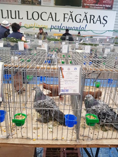  - u -EXPO TARA FAGARASULUI-EXPOZITIA NATIONALA CLUB BRAHMA-COCHIN FĂGĂRAȘ