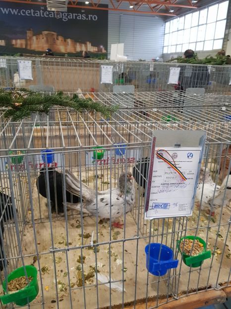  - u -EXPO TARA FAGARASULUI-EXPOZITIA NATIONALA CLUB BRAHMA-COCHIN FĂGĂRAȘ