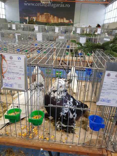  - u -EXPO TARA FAGARASULUI-EXPOZITIA NATIONALA CLUB BRAHMA-COCHIN FĂGĂRAȘ