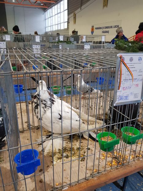  - u -EXPO TARA FAGARASULUI-EXPOZITIA NATIONALA CLUB BRAHMA-COCHIN FĂGĂRAȘ