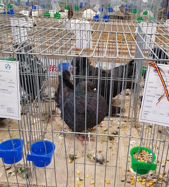 20190112_090826 (2) - u -EXPO TARA FAGARASULUI-EXPOZITIA NATIONALA CLUB BRAHMA-COCHIN FĂGĂRAȘ