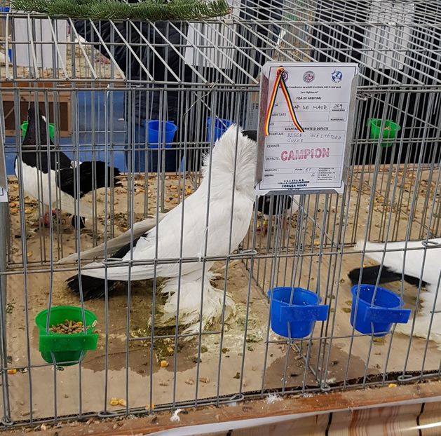  - u -EXPO TARA FAGARASULUI-EXPOZITIA NATIONALA CLUB BRAHMA-COCHIN FĂGĂRAȘ