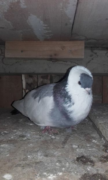  - jucatori de kiskunfelegyhaza