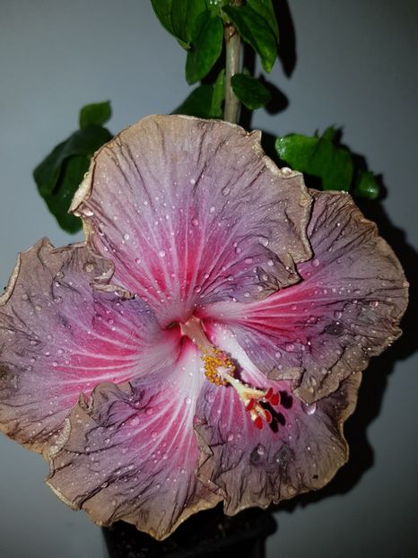  - HIBISCUS 2019