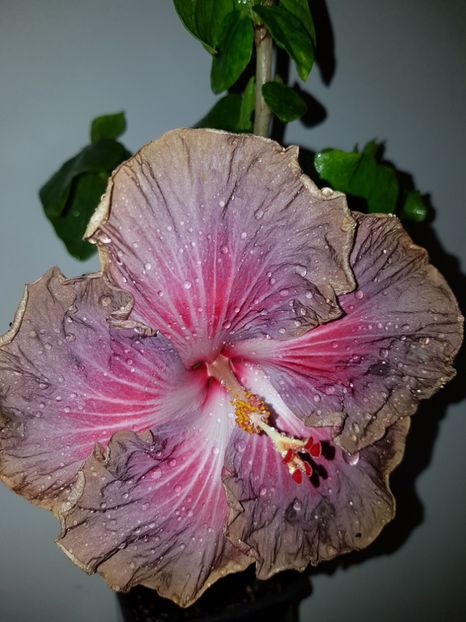  - HIBISCUS 2019