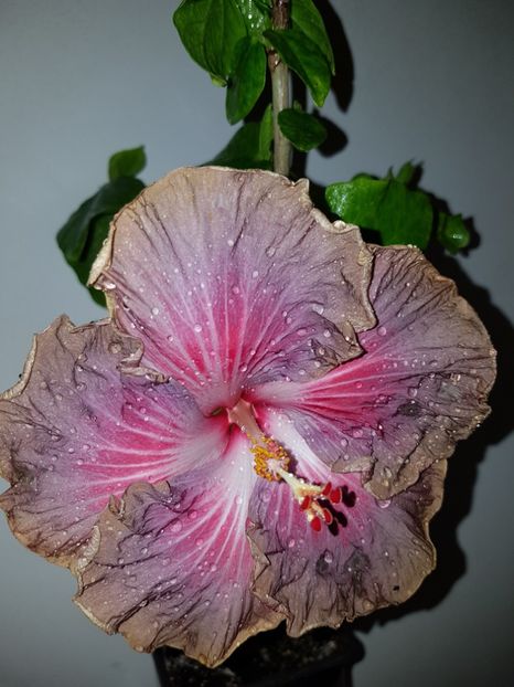  - HIBISCUS 2019