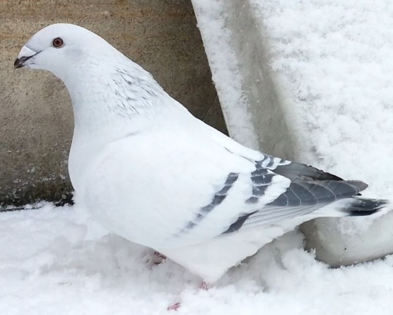 M. JRS20 Archiwum - e- Młode 2018-Young 2018