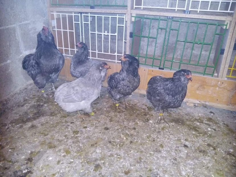 received_2120197994957945 - Gaini Araucana Albastru