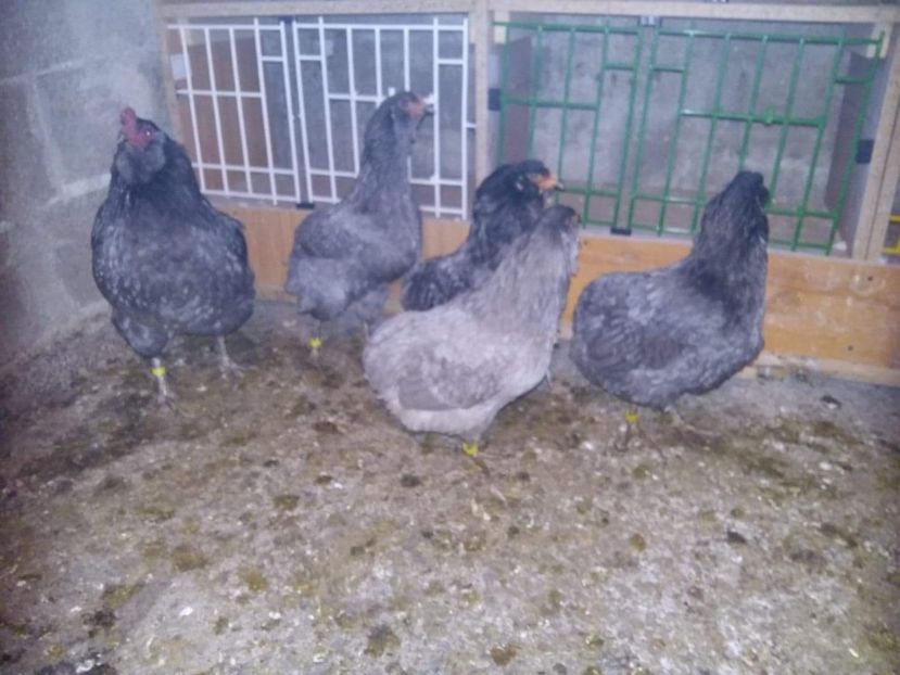 received_272850263410872 - Gaini Araucana Albastru