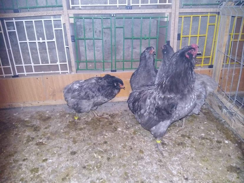 received_2144031285912055 - Gaini Araucana Albastru