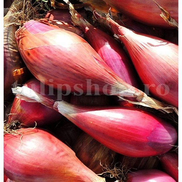 Seminte ceapa Rosa Lunga di Firenze 500buc. - Seminte legume Dec 2019