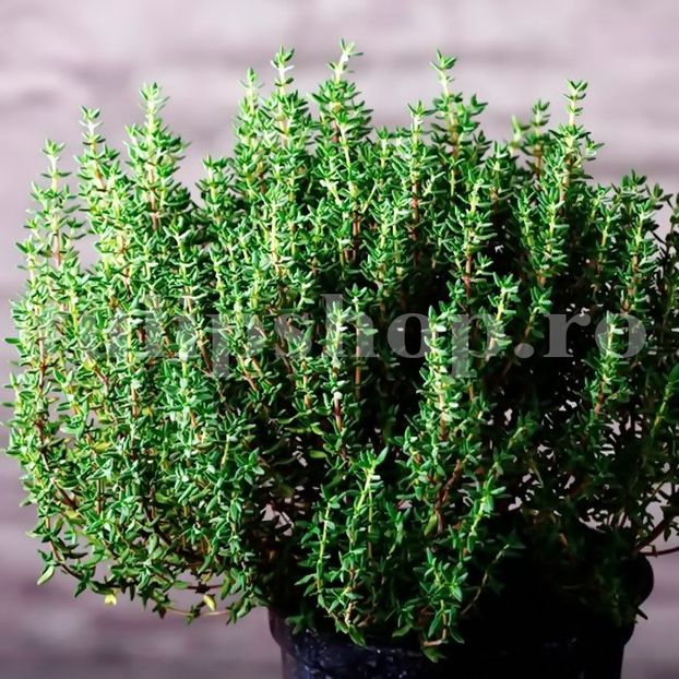 Seminte Cimbru 1000buc. - Seminte legume Dec 2019