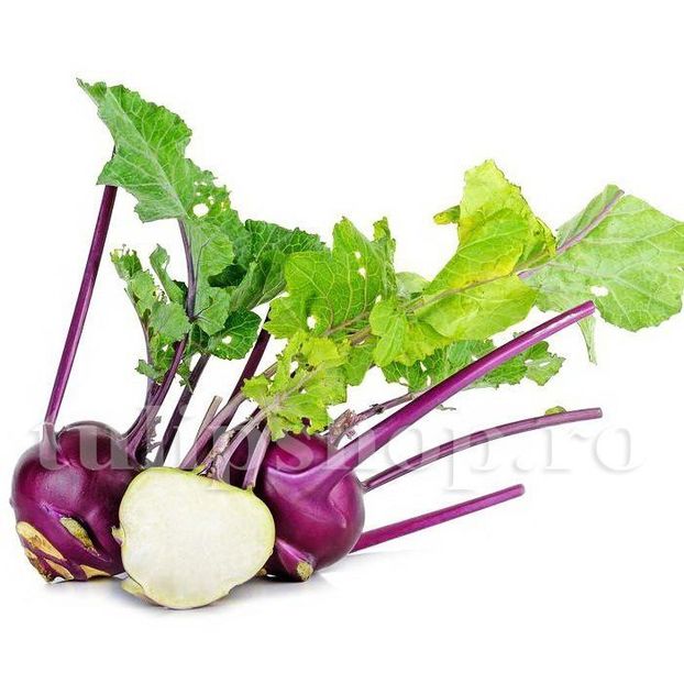 Seminte gulie Purple Vienna 500buc. - Seminte legume Dec 2019