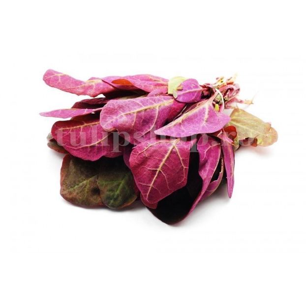Seminte Loboda Rosie 500buc. - Seminte legume Dec 2019