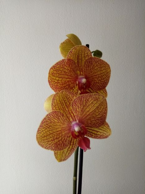  - Orhideea 2019-2020