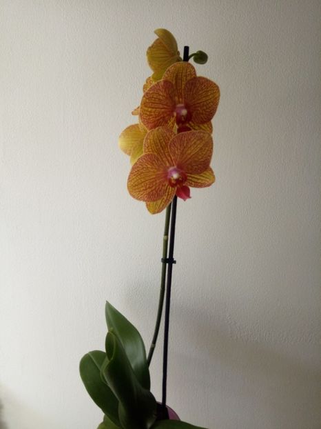  - Orhideea 2019-2020