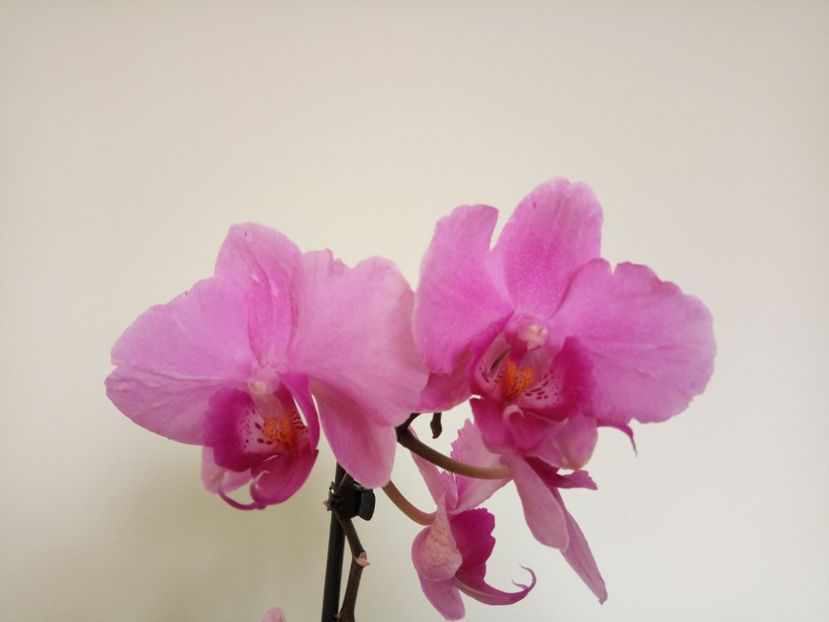 16.01.2019 - Orhideea 2019-2020