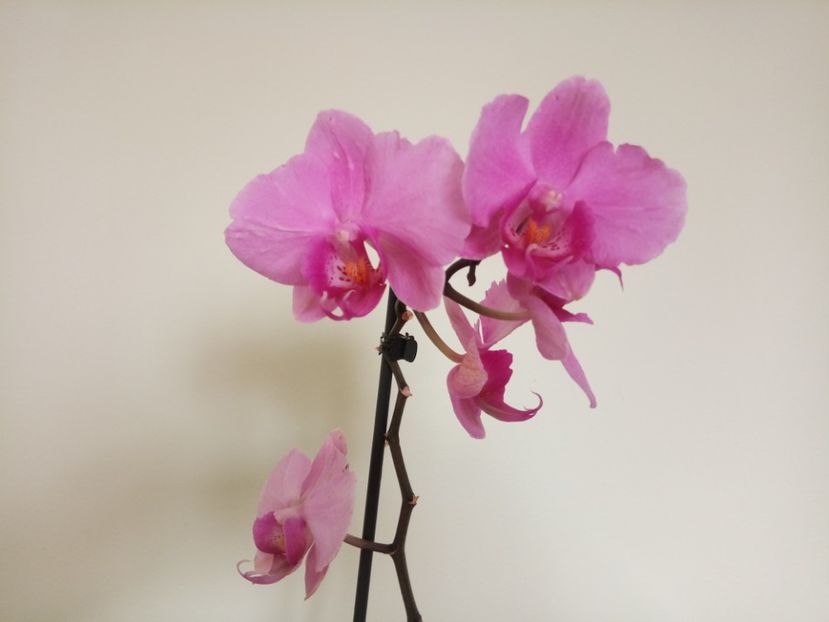  - Orhideea 2019-2020