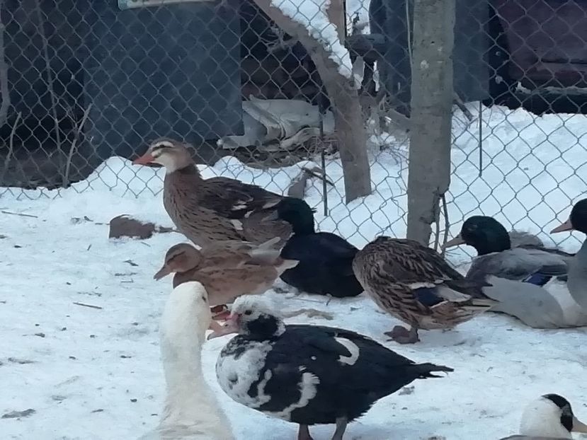 IMG-20190112-WA0049 - D Rate salbatice pitice smarald pekin campbell indiene