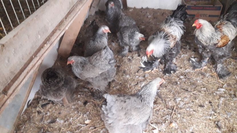  - MATCA BRAHMA BSO 2019